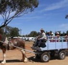 Ariah Park Camping Ground - QLD Tourism