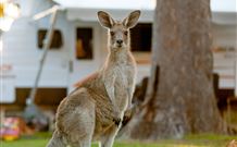 BIG4 Sunshine South West Rocks Holiday Park - South - Queensland Tourism 3