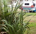 Buronga Riverside Caravan Park - Queensland Tourism