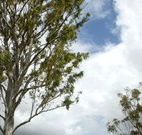 Glen Villa Resort and Tourist Park Casino - QLD Tourism