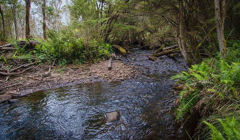 Horse Swamp Campground - QLD Tourism 0