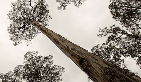 Horse Swamp Campground - QLD Tourism 2