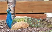 Lake Hume Tourist Park - QLD Tourism 1