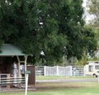 Warialda Caravan Park - Queensland Tourism