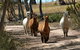 The Range - Berridale - thumb 16