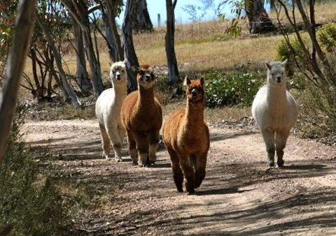 The Range - Berridale - QLD Tourism 16
