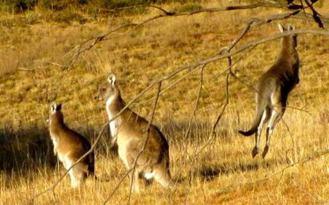 The Range - Berridale - QLD Tourism 17