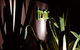 Tonic Hotel - thumb 5