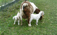 Big Bell Farm - QLD Tourism 4