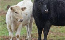 The York Heritage Hotel And Terraces - QLD Tourism 4