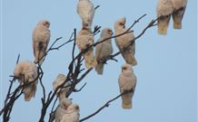 The York Heritage Hotel And Terraces - QLD Tourism 7