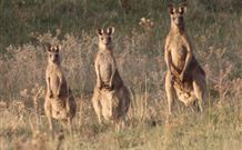 The York Heritage Hotel And Terraces - QLD Tourism 6