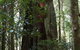 Cougal Park Bed And Breakfast - thumb 5
