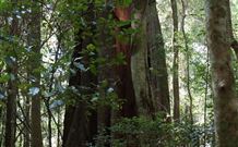 Cougal Park Bed And Breakfast - QLD Tourism 5