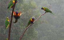 Cougal Park Bed And Breakfast - QLD Tourism 6