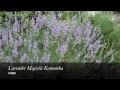 Lavender Majestic - QLD Tourism 0