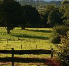 Pines on the Plateau - Queensland Tourism