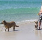 A Paradise Bungalow Waterfront - QLD Tourism