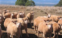 Dairy Flat Farm Holiday - QLD Tourism 3