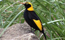 Elphicks Island Lodge - Queensland Tourism 1
