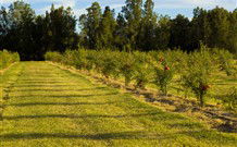 The Dairy Cottage - QLD Tourism 5