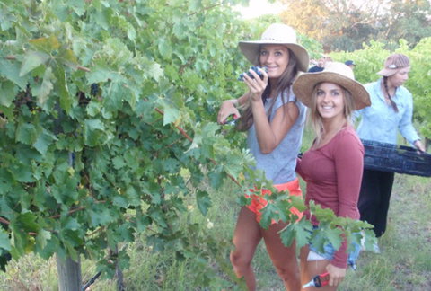 McLaren Vale Backpackers - QLD Tourism 0