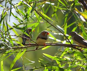 Adels Grove Camping Ground - QLD Tourism 1
