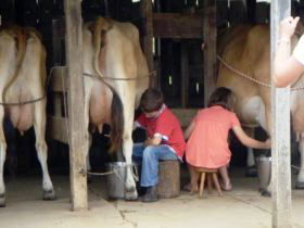Bunyip Springs Farmstay - Queensland Tourism 3