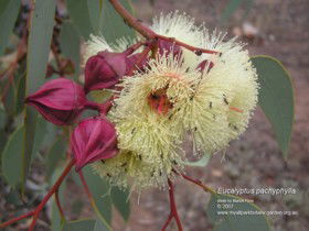 Teelba QLD Queensland Tourism