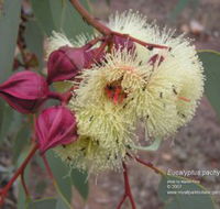 Myall Park Botanic Garden - Queensland Tourism