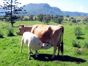 Cedar Glen Farmstay - QLD Tourism 0