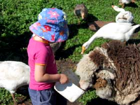 Cedar Glen Farmstay - QLD Tourism 1