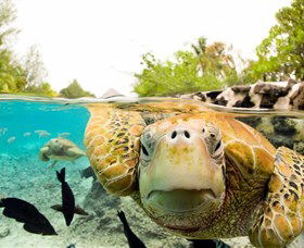 ISLAND VIEW CARAVAN PARK - QLD Tourism 3