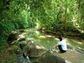 The Canopy Rainforest Tree Houses And Wildlife Sanctuary - Queensland Tourism 0