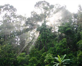 The Canopy Rainforest Tree Houses And Wildlife Sanctuary - Queensland Tourism 2