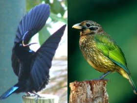 Chambers Wildlife Rainforest Lodges - QLD Tourism 1