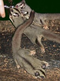 Chambers Wildlife Rainforest Lodges - QLD Tourism 3