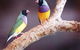 Jabiru Safari Lodge At Mareeba Wetlands - thumb 1