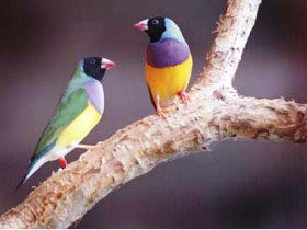 Jabiru Safari Lodge At Mareeba Wetlands - QLD Tourism 1