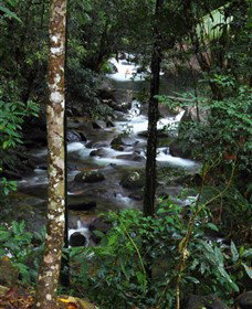Daintree Secrets Waterfall Sanctuary - QLD Tourism 1