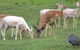Cambroon Caravan Park - thumb 1