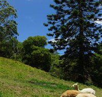 Wattle Gully Retreat - Queensland Tourism