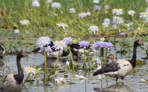 Corroboree Park Tavern - Queensland Tourism 10