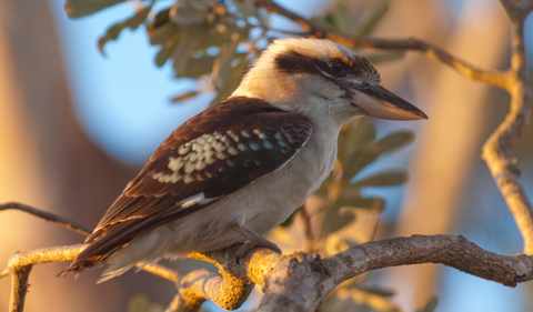 Port Stephens Complete Real Estate - QLD Tourism 15