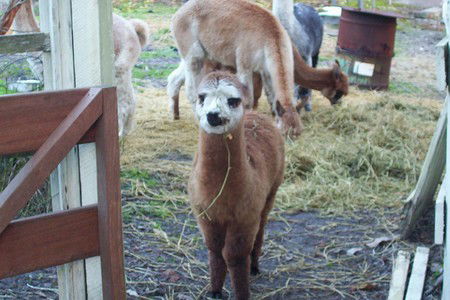 Aroundtu-It Eco Caravan Park - QLD Tourism 0