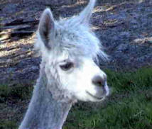 Aroundtu-It Eco Caravan Park - QLD Tourism 3