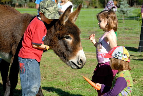 Diamond Forest Cottages Farmstay - QLD Tourism 3