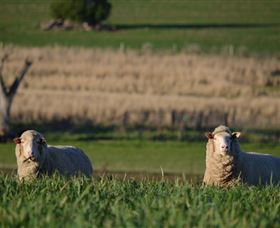 Curringa Farm Accommodation - QLD Tourism 4