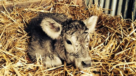 Freshwater Creek Cottages - Queensland Tourism 7