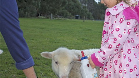 Freshwater Creek Cottages - Queensland Tourism 6